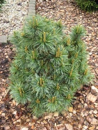 Pinus strobiformis Coronado.jpg