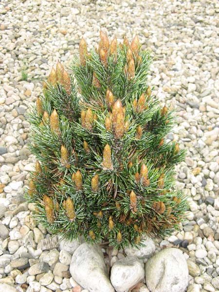 Pinus aristata Nr 142.jpg