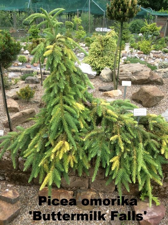 Picea omorika 'Buttermilk Falls'.JPG