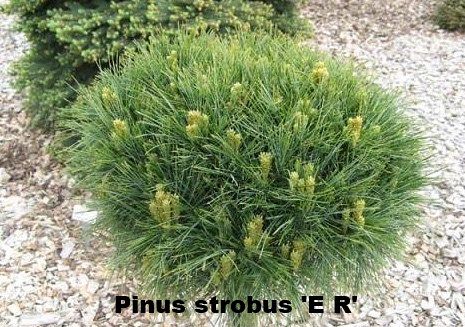 Pinus strobus E.R..jpg